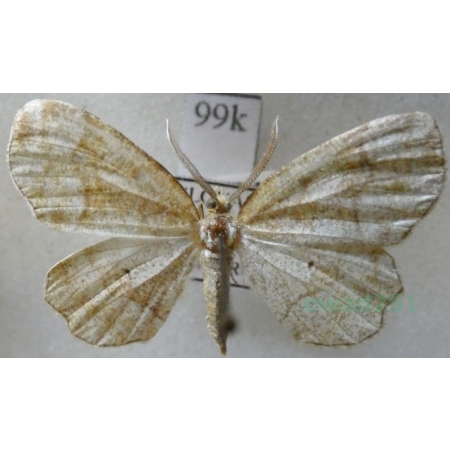 Cepphis advenaria (Hübner, 1790) male Cefis borówczak Slovakia99k